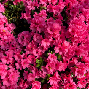 2026 Bonsai Azalea Workshop