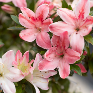 2026 Workshop Kennismaking met Azalea Bonsai