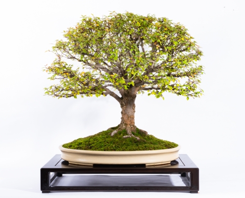 Wire Caddies and Farming in The Valley of Heart's Delight — Midori Bonsai