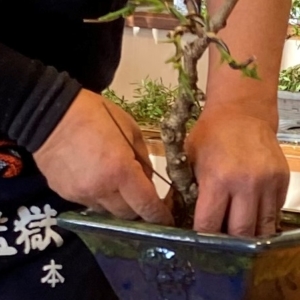 Bonsai 2de jaars cursus 2026-27